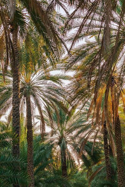 Wilson, Emily M. 아티스트의 Middle East-Arabian Peninsula-Oman-Ad Dakhiliyah-Nizwa-Palm trees in Nizwa-Oman작품입니다.